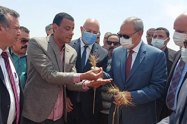 El Qalyubia Governor and BU President inaugurate the Wheat Harvest Season at Faculty of Agriculture